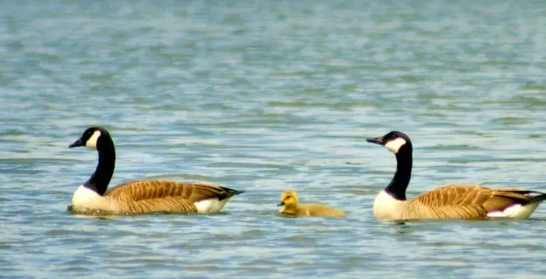 Bescherming kind meldcode