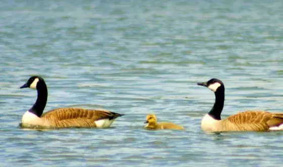 Bescherming kind meldcode